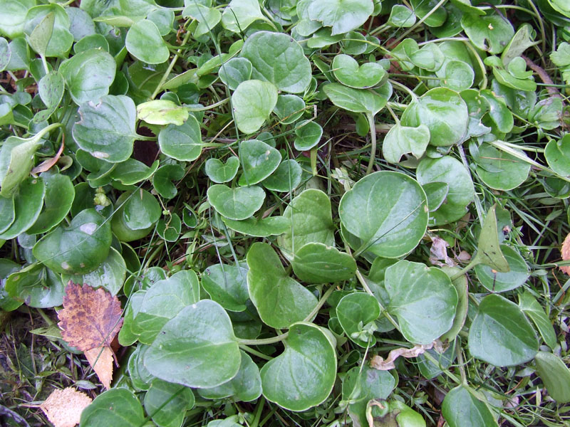 Image of genus Cochlearia specimen.