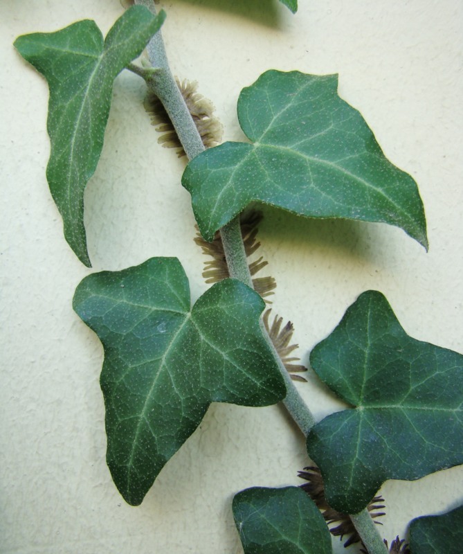 Image of Hedera helix specimen.