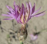 Centaurea majorovii. Соцветие. Барнаул, окр. ремонтно-экипировочного парка, разбитые пески на краю соснового бора. 18.08.2009.