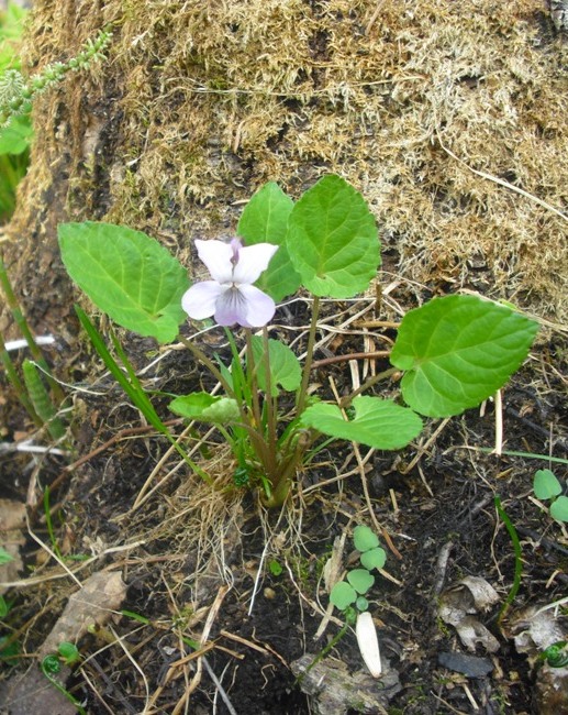 Изображение особи Viola selkirkii.