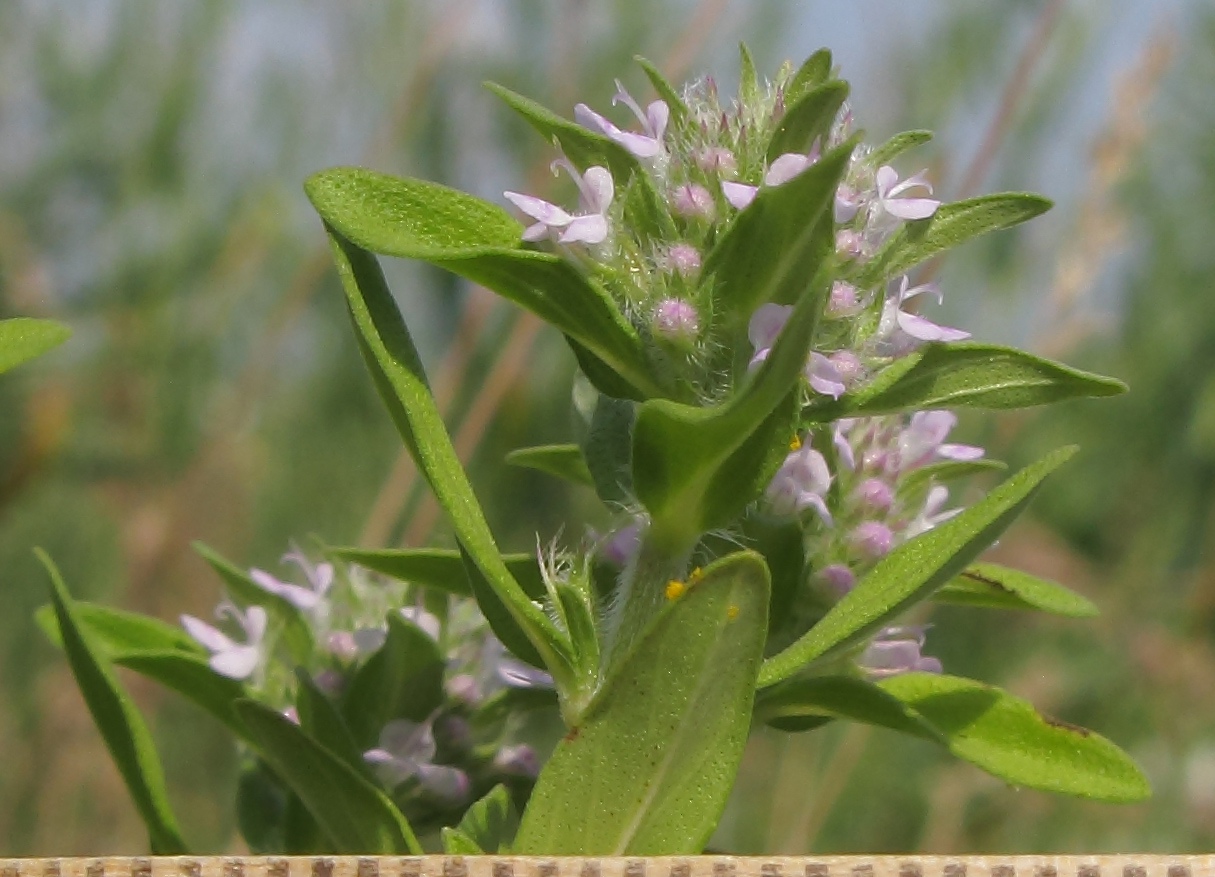 Изображение особи Thymus marschallianus.