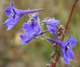 Delphinium laxiflorum