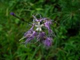 Dianthus superbus