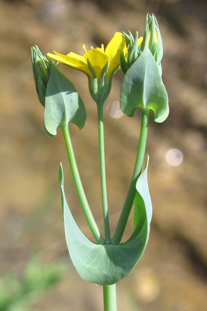 Image of Blackstonia perfoliata specimen.