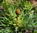 Cirsium heterophyllum. Верхушка растения с аномальным соцветием. Московская обл., Раменский р-н, окр. ж.-д. платформы Хрипань, просека под ЛЭП. 20.06.2015.