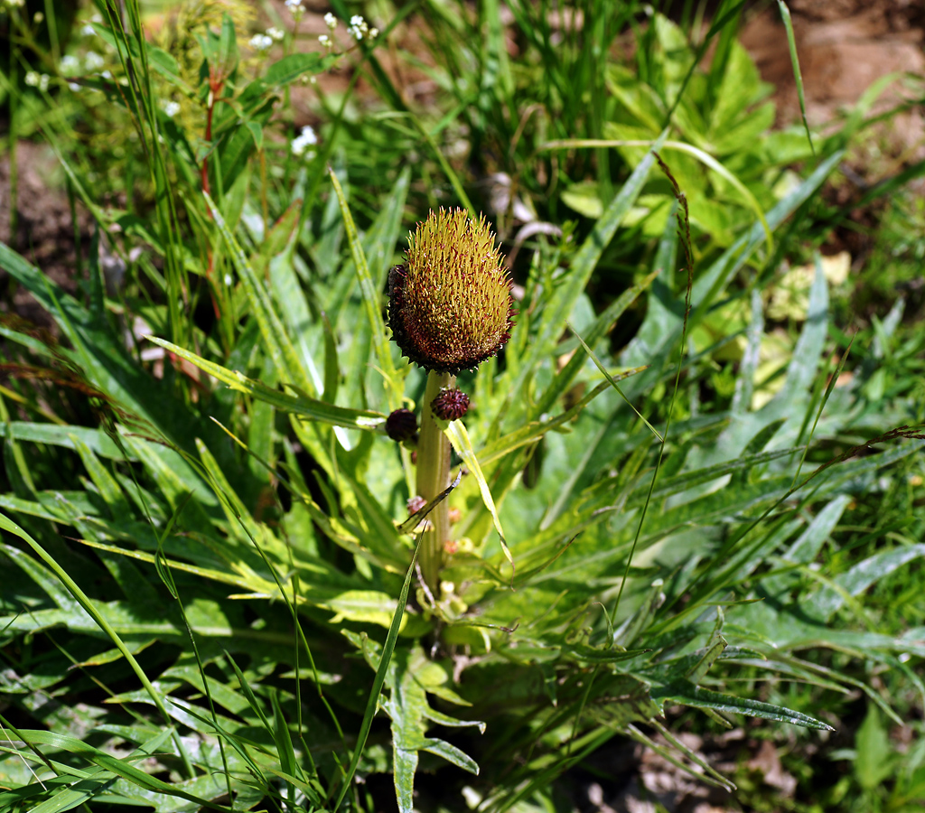 Изображение особи Cirsium heterophyllum.