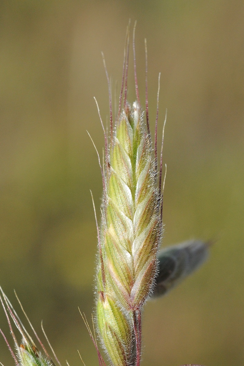 Изображение особи род Bromus.