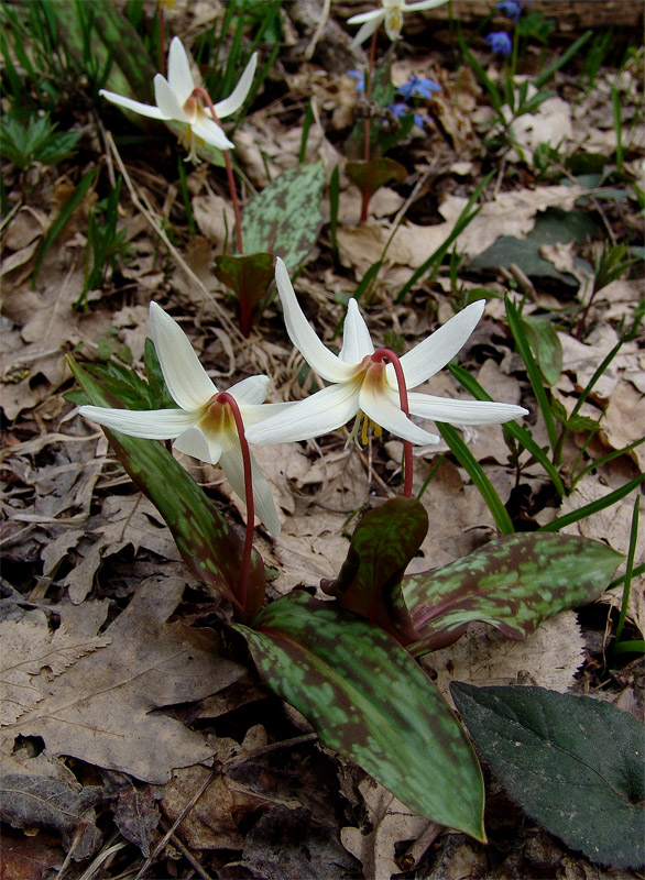 Image of Erythronium caucasicum specimen.