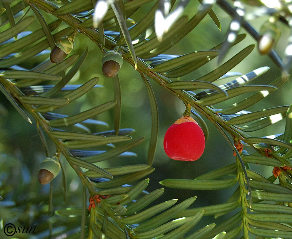 Изображение особи Taxus baccata.