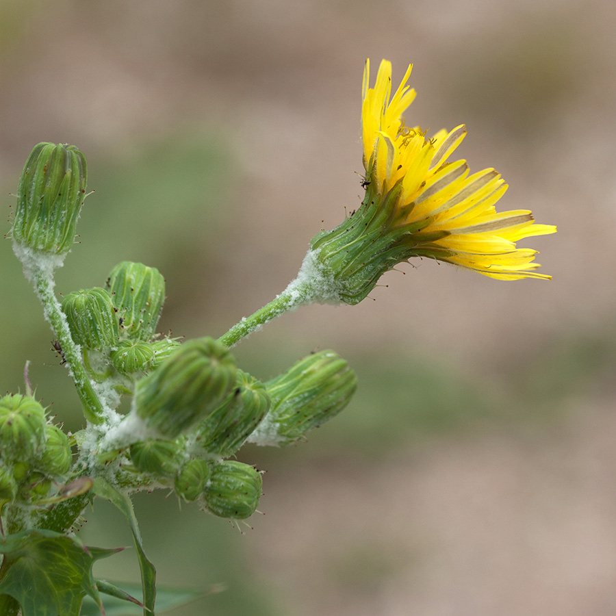 Image of Sonchus asper specimen.