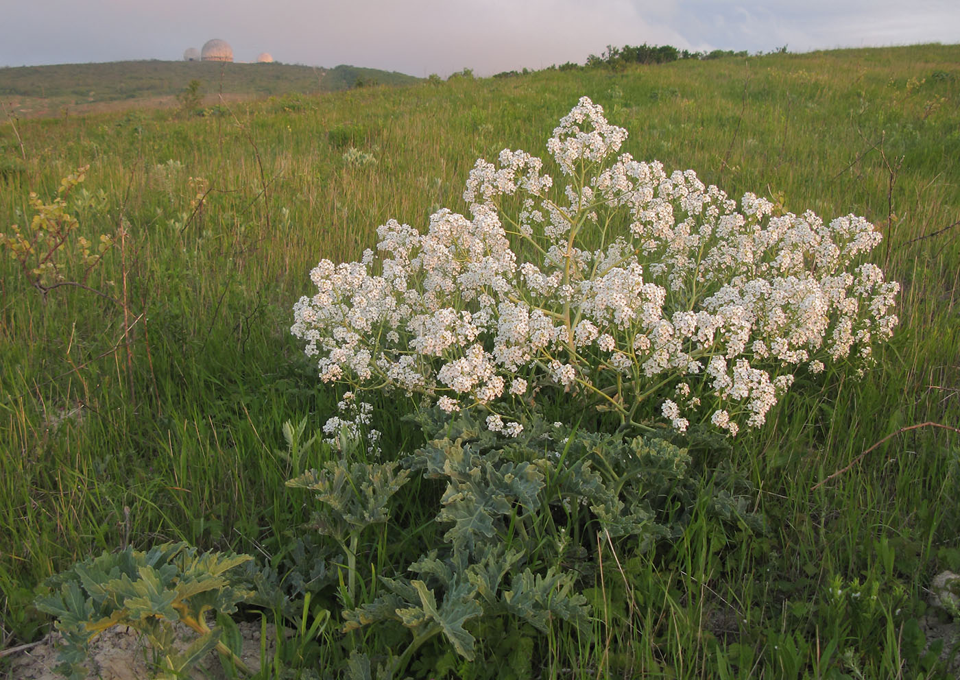 Изображение особи род Crambe.