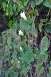 Coccinia grandis. Верхушка побега с распускающимися цветками. Таиланд, остров Тао. 27.06.2013.