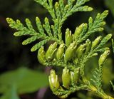 Thuja occidentalis