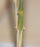 Lasiurus scindicus
