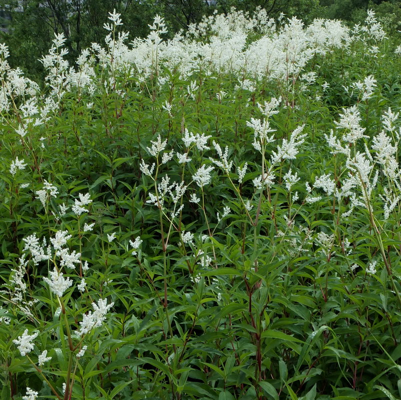 Изображение особи Aconogonon alpinum.