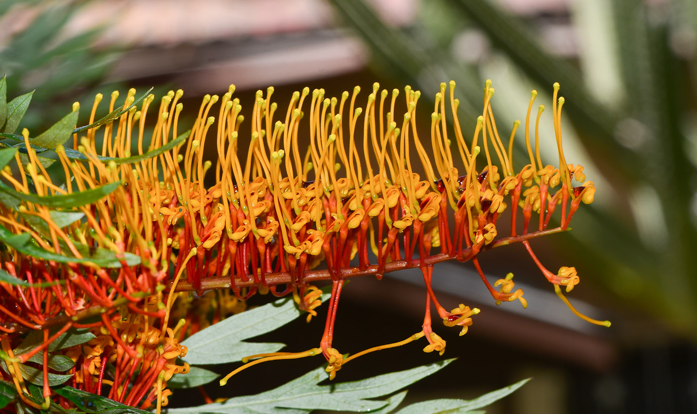 Изображение особи Grevillea robusta.