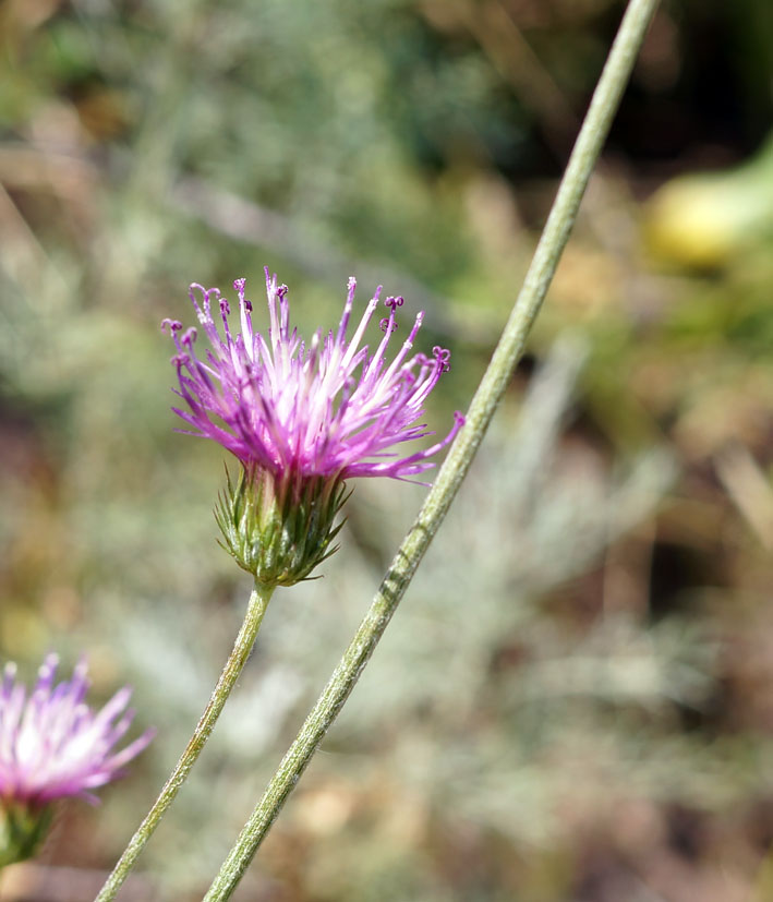 Image of Jurinea modesti specimen.