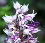 Orchis simia. Верхняя часть соцветия. Крым, Бахчисарайский р-н, на юго-запад от с. Красный Мак, пещерный город, на скалах. 23 апреля 2008 г.