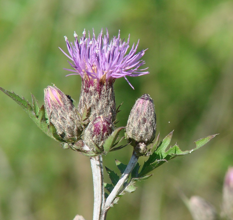 Изображение особи Serratula coronata.