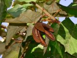 Pterospermum acerifolium