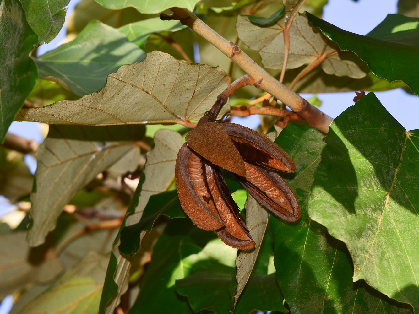 Image of Pterospermum acerifolium specimen.