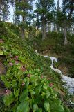 Bergenia crassifolia. Цветущие растения. Байкальский заповедник, средняя часть северного склона хр. Хамар-Дабан, долина притока р. Осиновка. 16.06.2014.