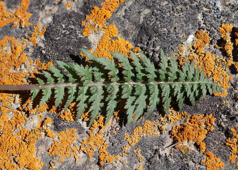 Image of Pedicularis alberti specimen.