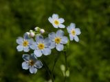 Myosotis palustris