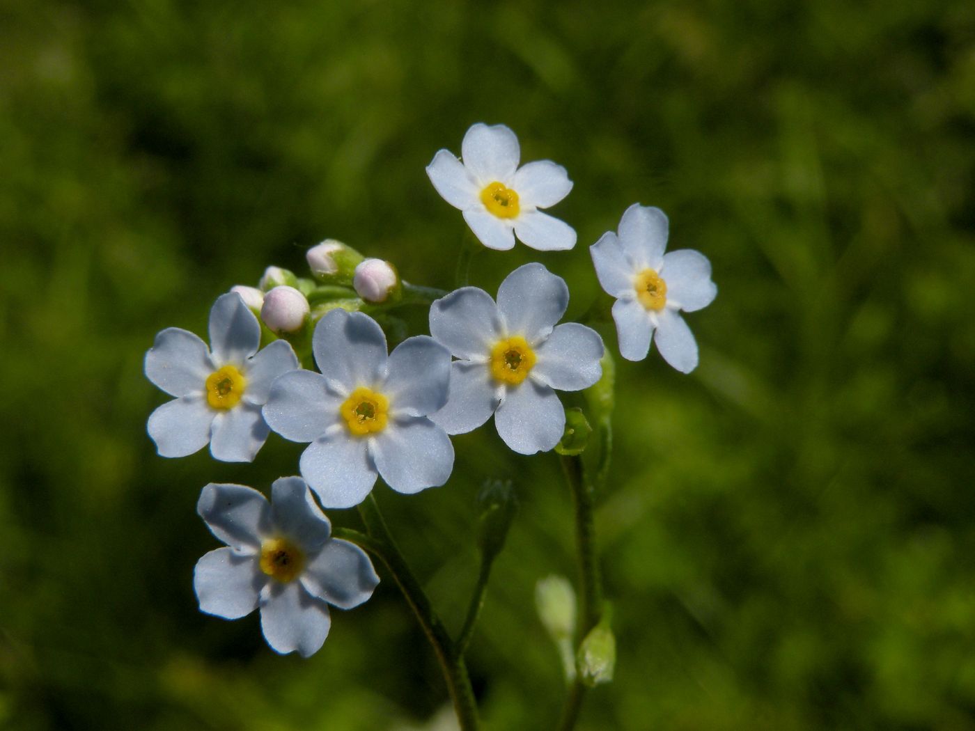 Изображение особи Myosotis palustris.