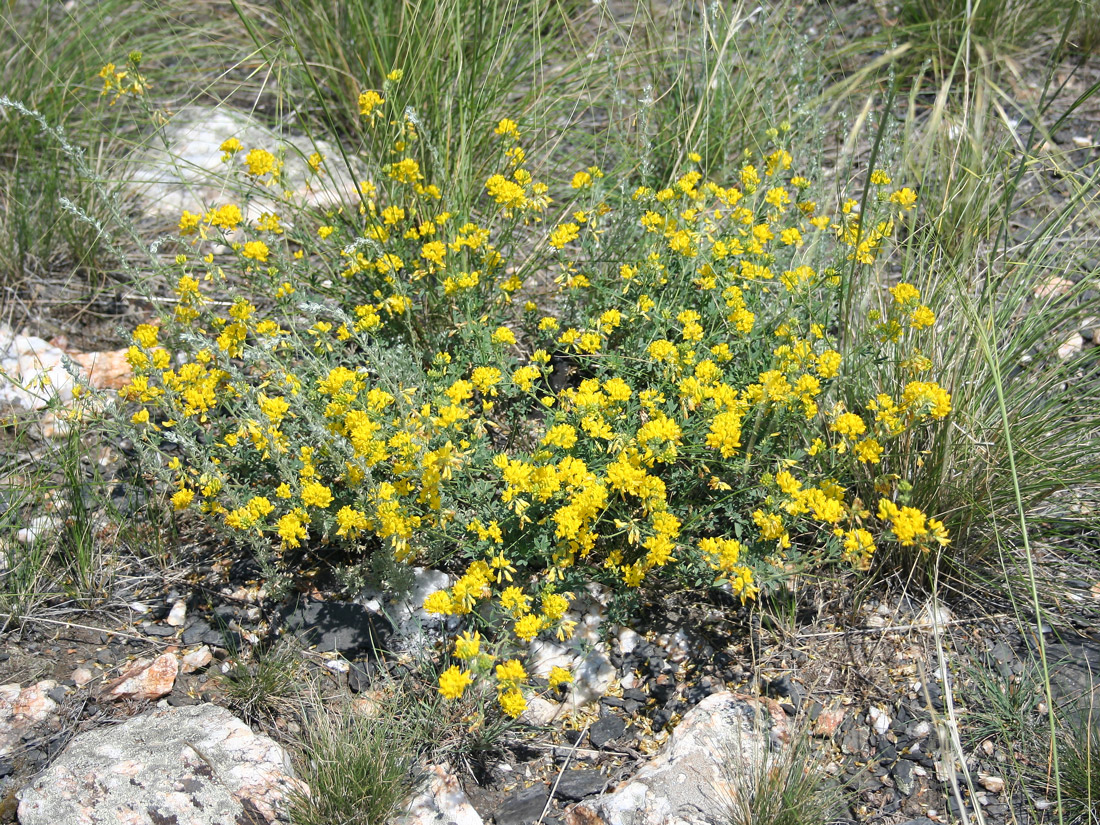 Изображение особи Medicago falcata.