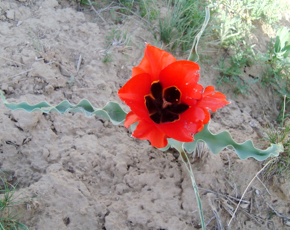 Image of Tulipa kuschkensis specimen.