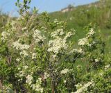 Spiraea hypericifolia