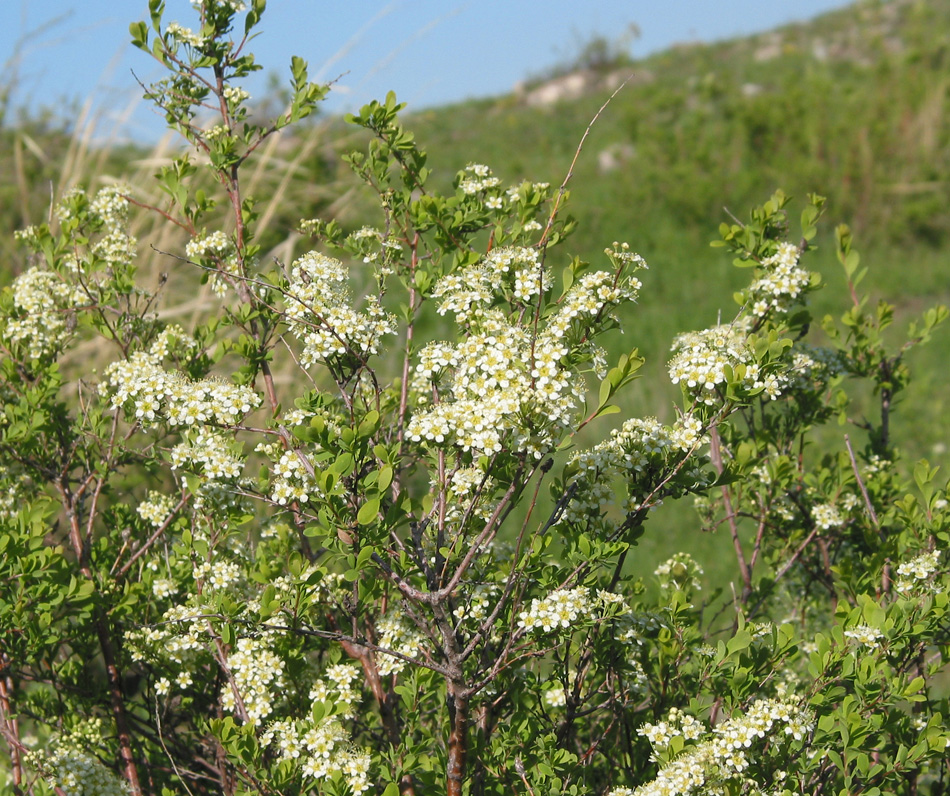 Изображение особи Spiraea hypericifolia.