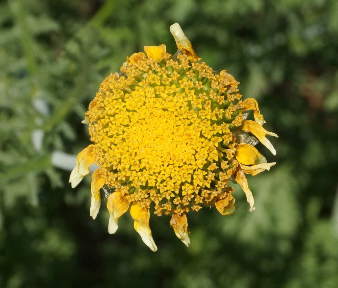 Image of Glebionis coronaria specimen.