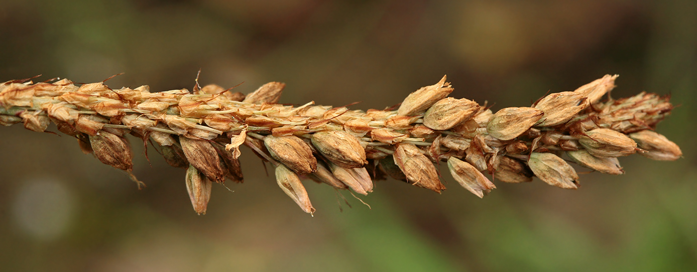 Image of Bistorta officinalis specimen.