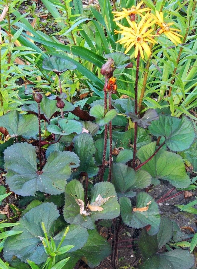 Изображение особи Ligularia dentata.