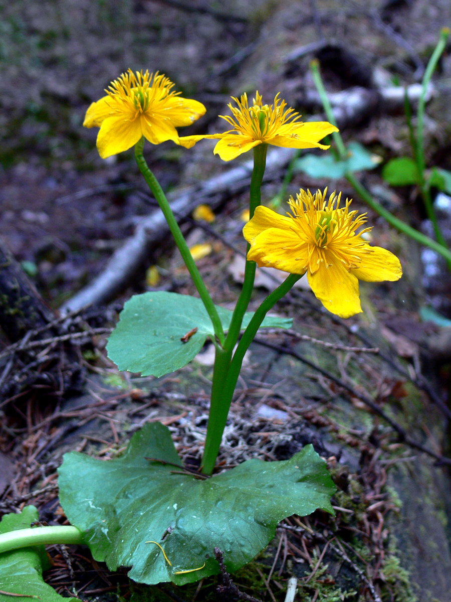 Изображение особи Caltha palustris.