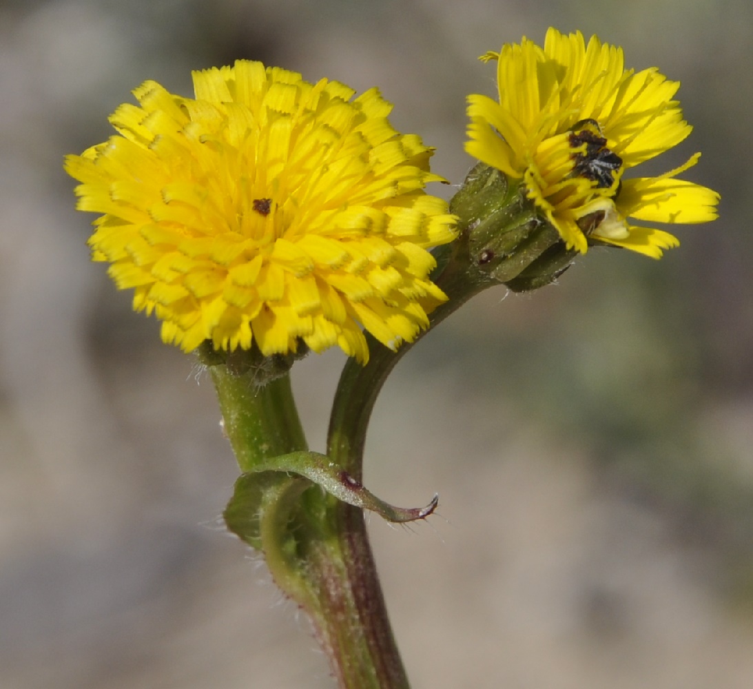 Image of Hedypnois rhagadioloides ssp. tubaeformis specimen.