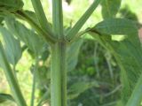 Phlomis pungens. Часть побега. Белгородская обл., Губкинский р-н, запов. «Белогорье», Ямская степь. 11 июня 2009 г.