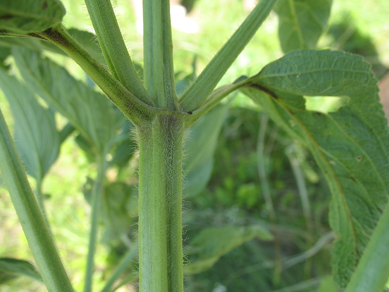 Image of Phlomis pungens specimen.