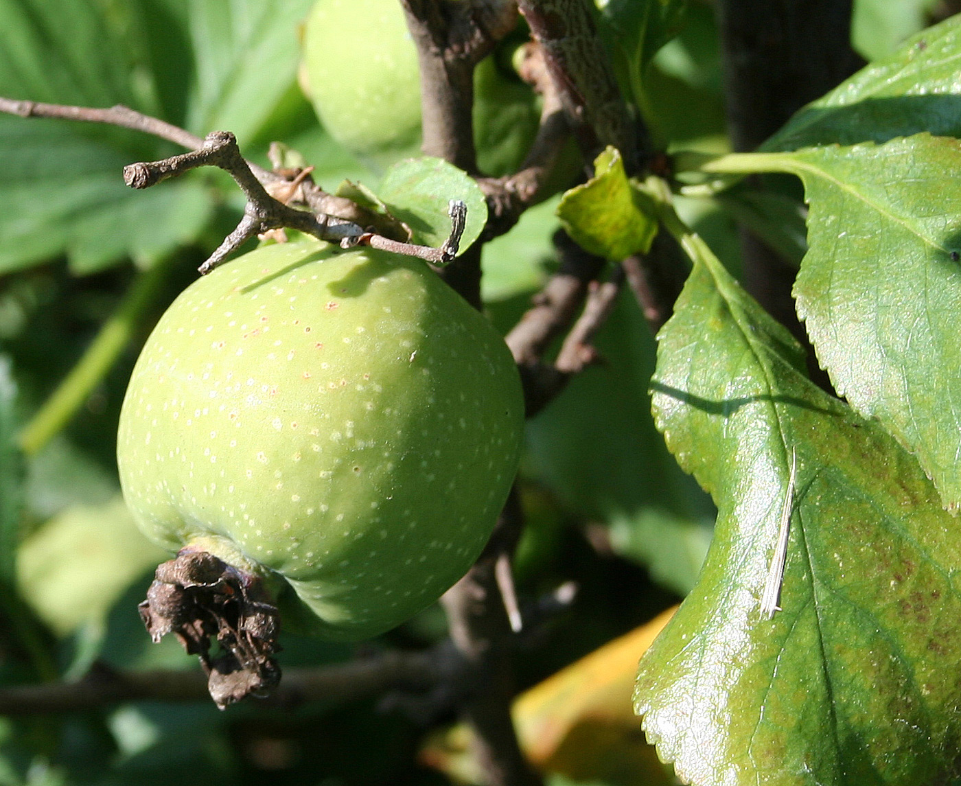 Image of Chaenomeles japonica specimen.