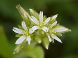 Cerastium glomeratum. Соцветие с цветками, бутонами и плодом. Узбекистан, г. Ташкент, пос. Улугбек, санитарно-защитная зона. 09.04.2016.