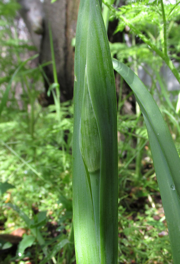 Image of Nectaroscordum bulgaricum specimen.