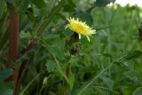 Sonchus oleraceus