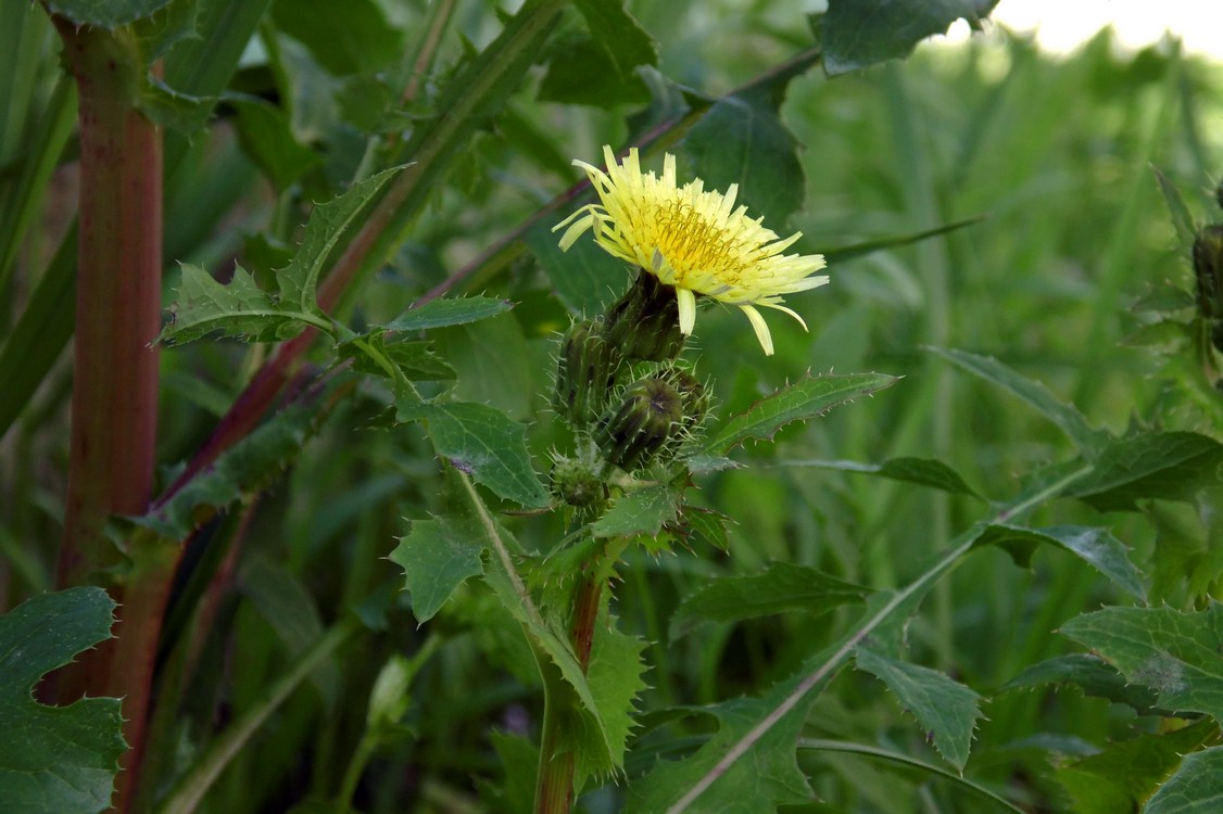 Image of Sonchus oleraceus specimen.
