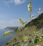 Crambe koktebelica