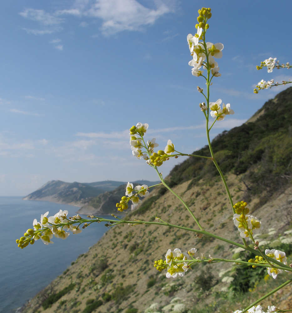 Изображение особи Crambe koktebelica.