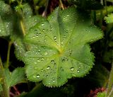 род Alchemilla