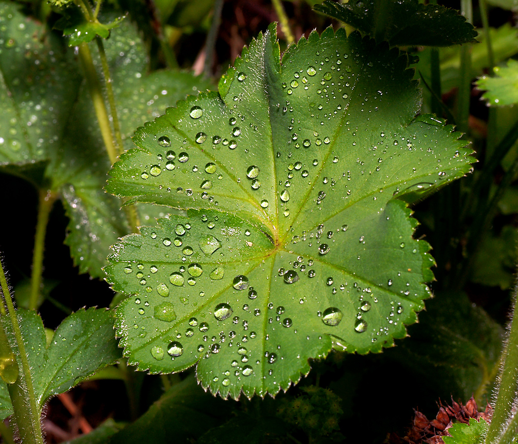 Изображение особи род Alchemilla.