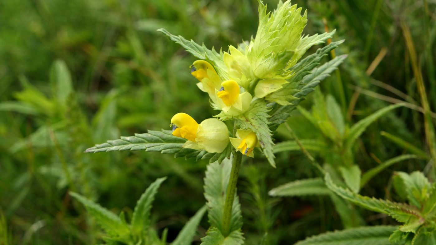 Изображение особи род Rhinanthus.